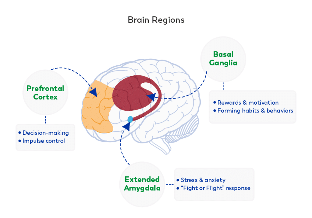 Neuroscience of Financial Decisions